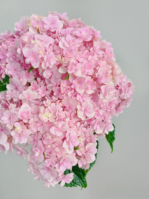 【混色绣球花】快递：顺丰冷链/中通/Ems，快递模版：新疆西藏内蒙古海南不发，甘肃、宁夏、青海不发黑龙江、辽宁、吉林+5元，乡镇不售后。 商品图8