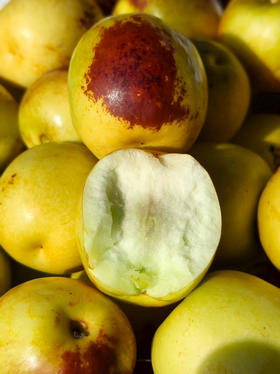 正宗A级大荔冬枣丨酥脆堪比薯片 甜蜜追赶冰糖 正宗陕西大荔冬枣 2斤/箱