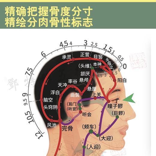 《黄帝内经》十二经络图谱（2025升级版），邓特伟医师编绘，线装书局。谨遵宋版《黄帝内经灵枢》，原创精绘200多幅高清经络图，360余腧穴，精准细致，纤毫毕现。献礼邓特伟五行经络连续直播1600天。 商品图4