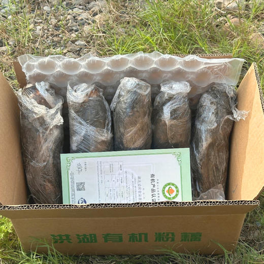 【48小时内发货】基地直发 | 洪湖有机粉藕 | 湖北荆州 商品图5