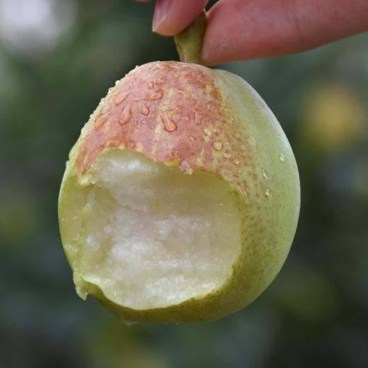 【新疆库尔勒香梨】一口甜到心尖❗脆爽多汁，细腻无渣，天山雪水💦滋养的甜蜜宝藏，润喉又解渴 商品图5