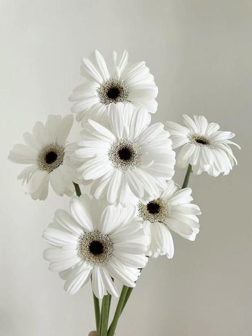 弗朗菊丨史努比丨10支 商品图1