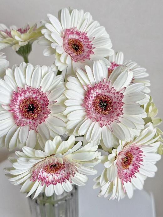 弗朗菊丨玛丽猫丨10支 商品图2