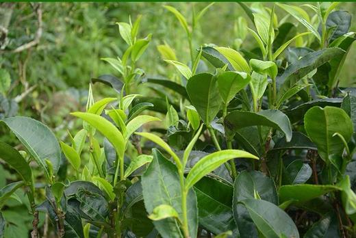 216     第二批次！●2022年尾货●玲珑饼一筐8g*84片●生熟可选，一百二一筐，生熟可选！ 商品图4