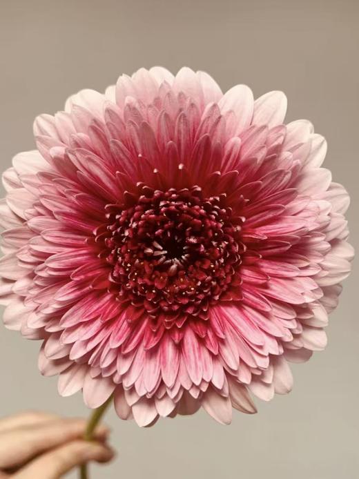 弗朗菊丨维也纳丨10支丨单拍不发 商品图2