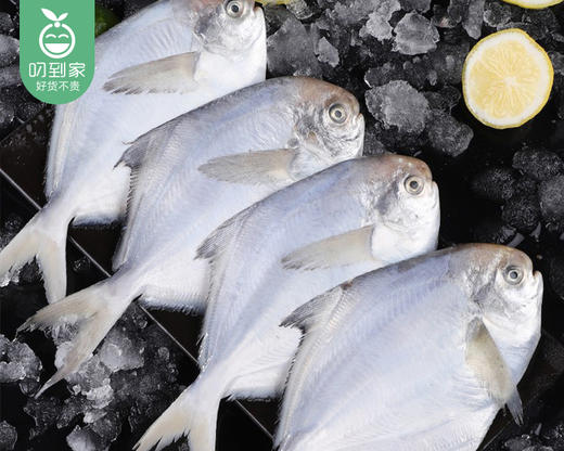 舟山冰鲜小白鲳（没杀）/1份（4-6条，共约450-500g） 商品图3