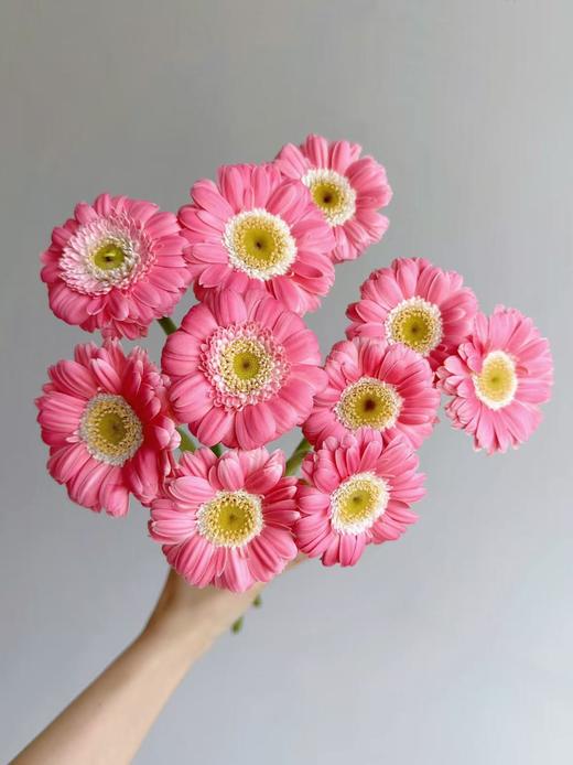 弗朗菊丨芭比娃娃丨10支 商品图2