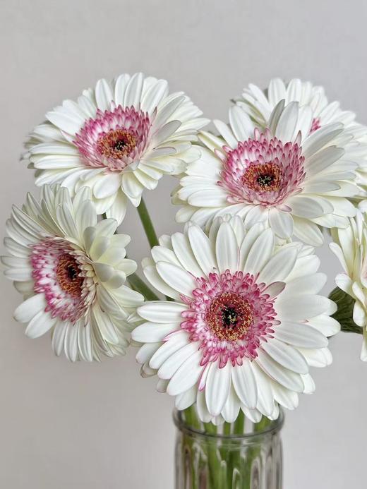 弗朗菊丨玛丽猫丨10支 商品图0