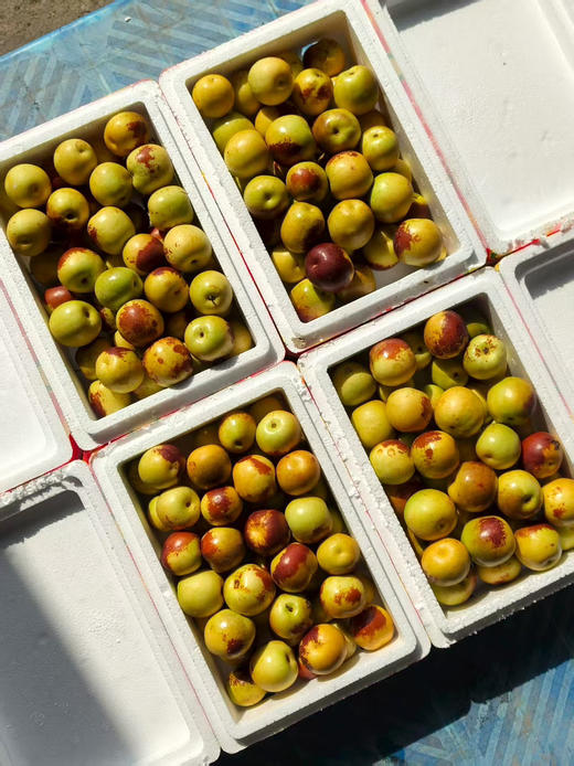 正宗A级大荔冬枣丨酥脆堪比薯片 甜蜜追赶冰糖 正宗陕西大荔冬枣 2斤/箱 商品图4