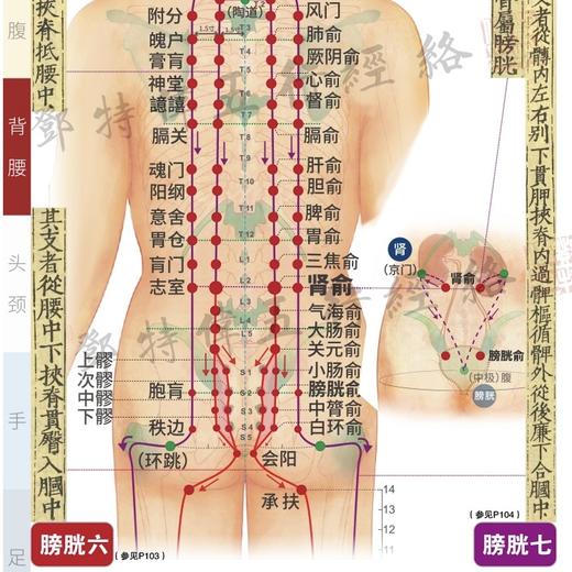 《黄帝内经》十二经络图谱（2025升级版），邓特伟医师编绘，线装书局。谨遵宋版《黄帝内经灵枢》，原创精绘200多幅高清经络图，360余腧穴，精准细致，纤毫毕现。献礼邓特伟五行经络连续直播1600天。 商品图6
