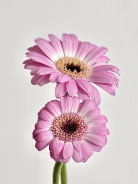 弗朗菊丨珍爱丨10支