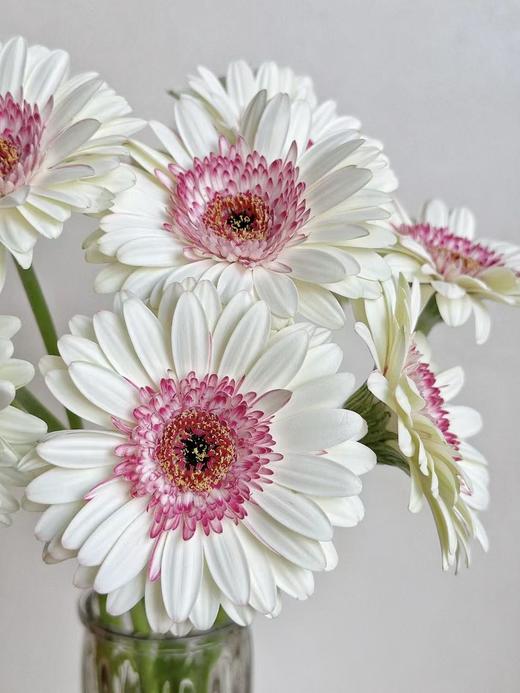 弗朗菊丨玛丽猫丨10支 商品图1