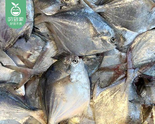 舟山冰鲜小白鲳（没杀）/1份（4-6条，共约450-500g） 商品图4