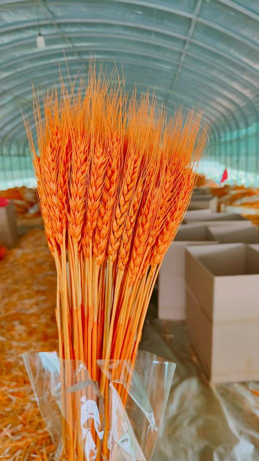 【琳琅】金色优质大麦/黄金大麦（100把/件） 商品图12