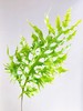 凤尾蕨丨叶材 商品缩略图0