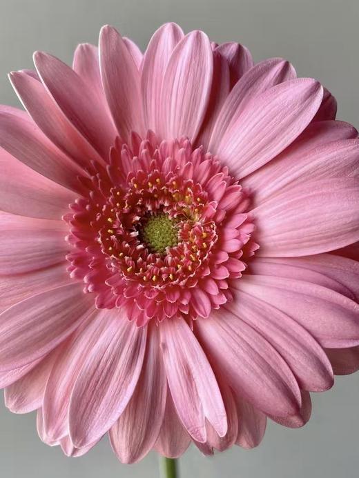 弗朗菊丨静香丨10支 商品图2