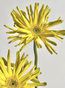 弗朗菊丨堪培拉丨10支