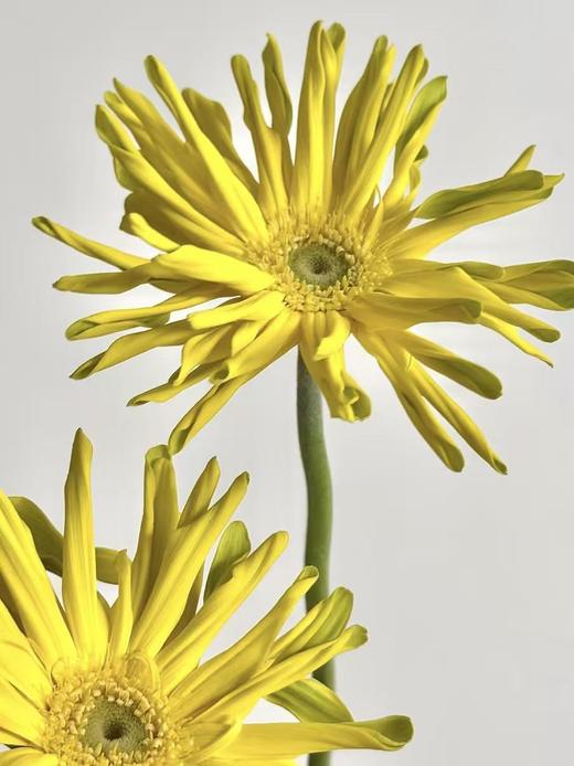 弗朗菊丨堪培拉丨10支 商品图0