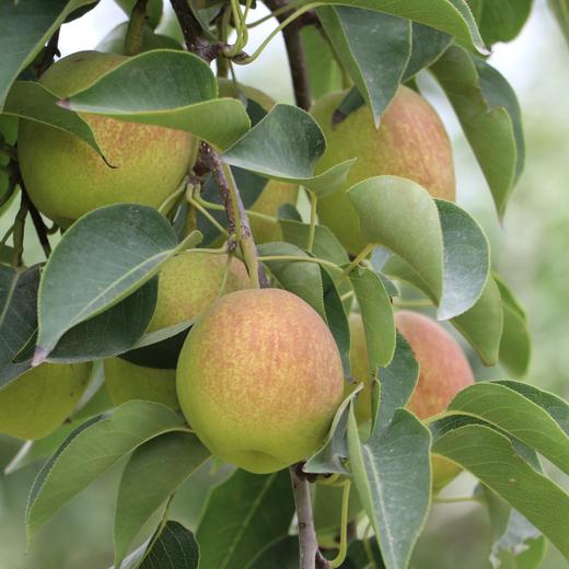 【新疆库尔勒香梨】一口甜到心尖❗脆爽多汁，细腻无渣，天山雪水💦滋养的甜蜜宝藏，润喉又解渴 商品图3