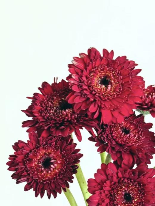 弗朗菊丨黑巧泡泡丨10支 商品图0