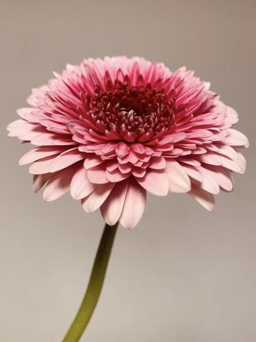 弗朗菊丨维也纳丨10支丨单拍不发 商品图0