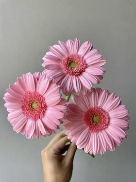 弗朗菊丨静香丨10支