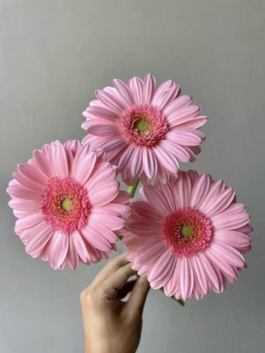 弗朗菊丨静香丨10支 商品图0