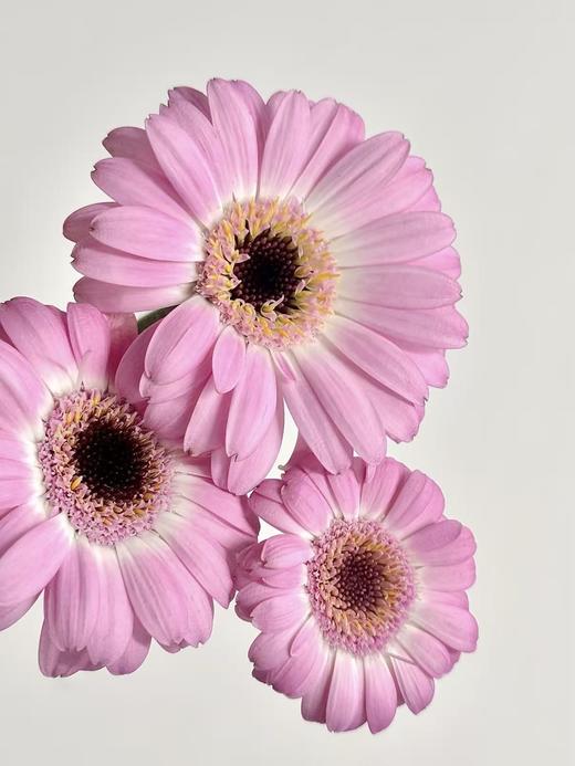 弗朗菊丨珍爱丨10支 商品图1