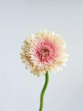 弗朗菊丨雅典丨10支