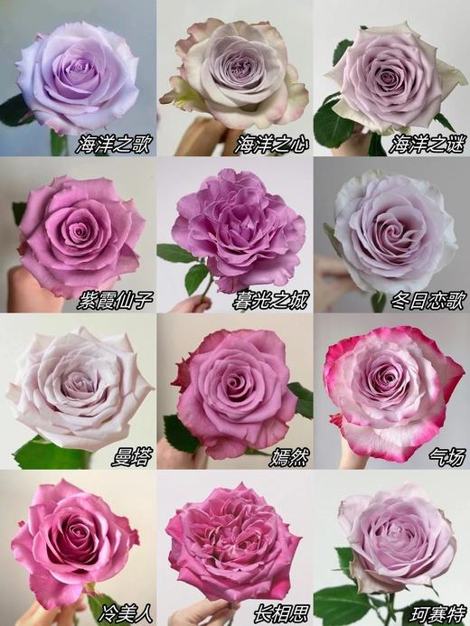 云南鲜花直发玫瑰50枝（40枝+10枝防损）大于3色系单支0.6元顺丰包邮到家 商品图5