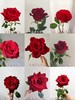 云南鲜花直发玫瑰50枝（40枝+10枝防损）大于3色系单支0.6元顺丰包邮到家 商品缩略图6