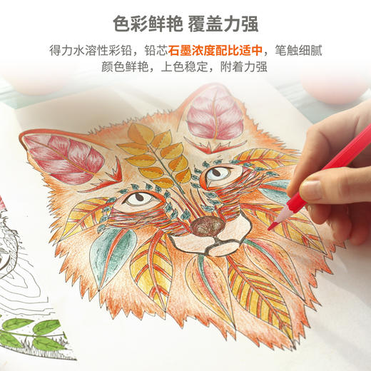 得力六角杆水溶性彩铅7071 商品图6