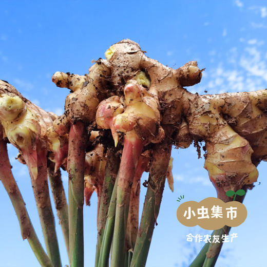 云南有机小黄姜（目前偏老） 1斤/3斤/5斤 | 合作农友生产，来自云南昆明，生产者：王建均 *【公平贸易农人定价】 商品图7