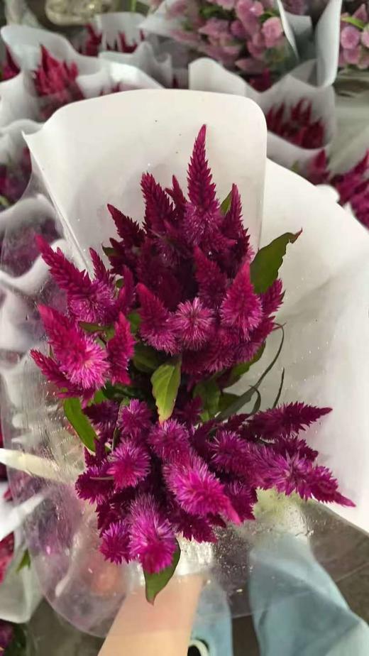 精品花材单头凤尾1扎 商品图4