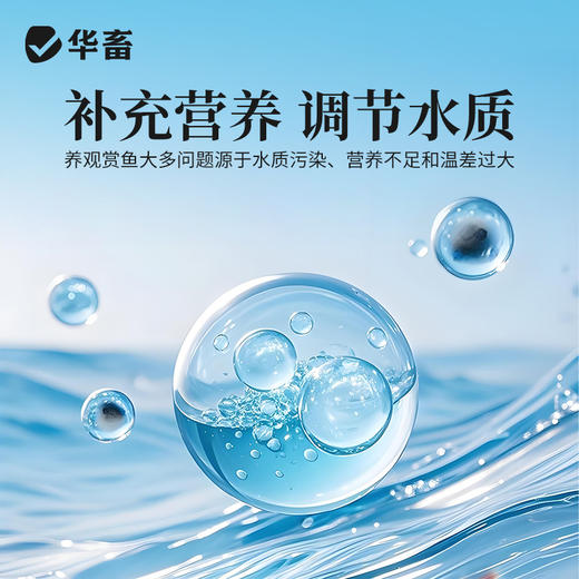 华畜白点净水族鱼缸真菌感染水霉白毛烂鳍充血观赏鱼入缸必备 商品图4