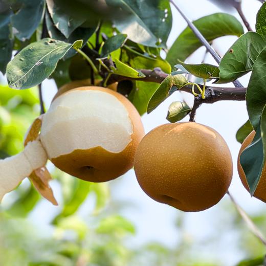 【产地直发】正宗山东秋月梨精品礼盒装  清甜可口 商品图3