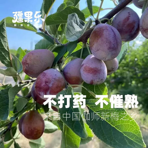 210g 疆果乐新疆西梅干 商品图1