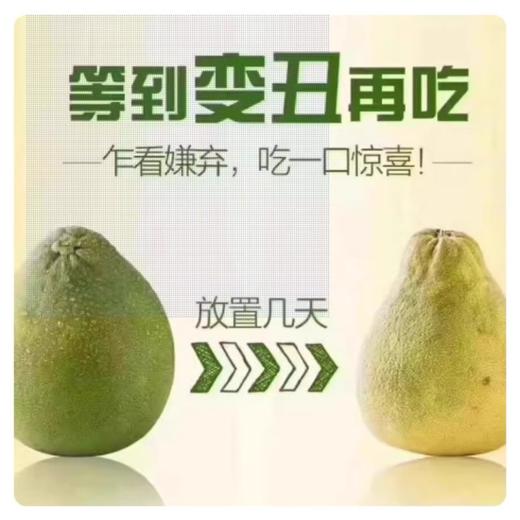 台湾文旦柚/个 /个 商品图3