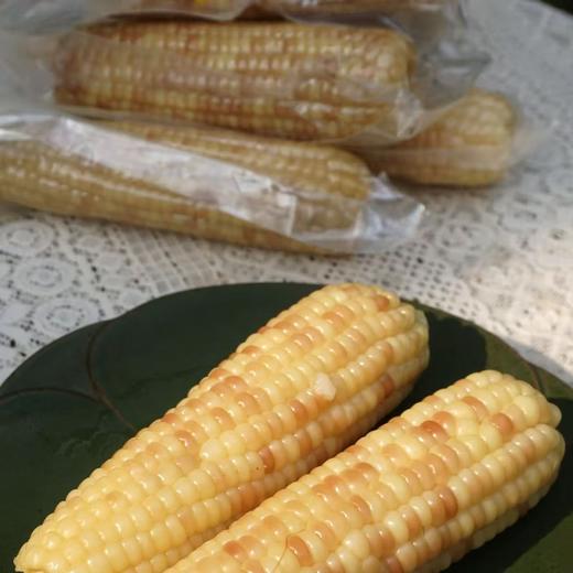 高山美物 010花糯玉米 云南百年老品种 非转基因  颗粒饱满 香中带甜 软中细糯 商品图4