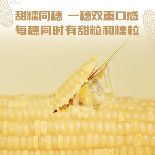 【甄选】好麦多小谷队大穗甜糯白玉米260g*8根整箱鲜嫩超半斤含叶酸 商品图3
