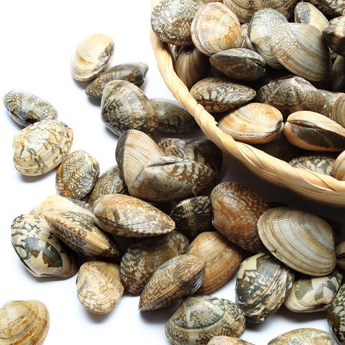 【海鲜】花板蛤 商品图1