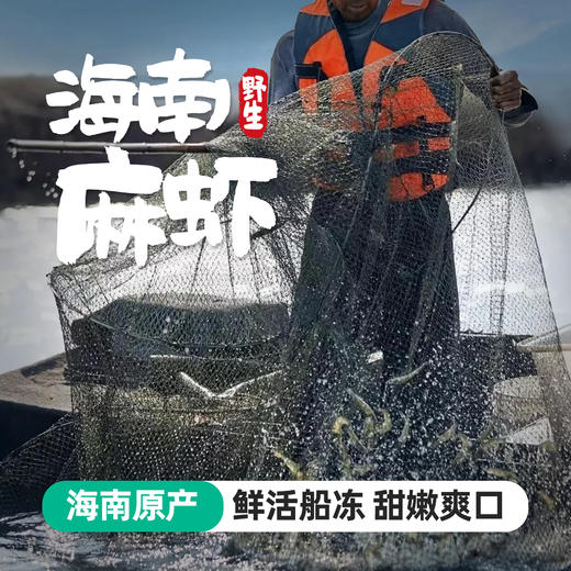 【无抗 无激素 真野生】海南现捞野生海南麻虾3斤礼盒装 顺丰冷链发货 仅限长沙地区发货 商品图0