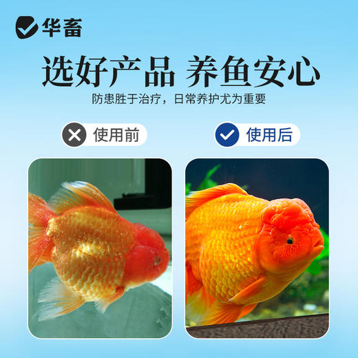 华畜白点净水族鱼缸真菌感染水霉白毛烂鳍充血观赏鱼入缸必备 商品图3