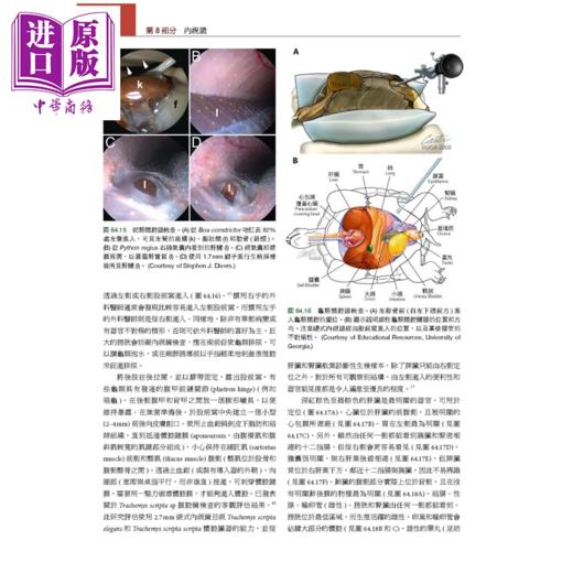 【中商原版】Mader s两栖与爬虫内外科 第3版 中册  Stephen J  Divers  爱思唯尔	港台原版 商品图2