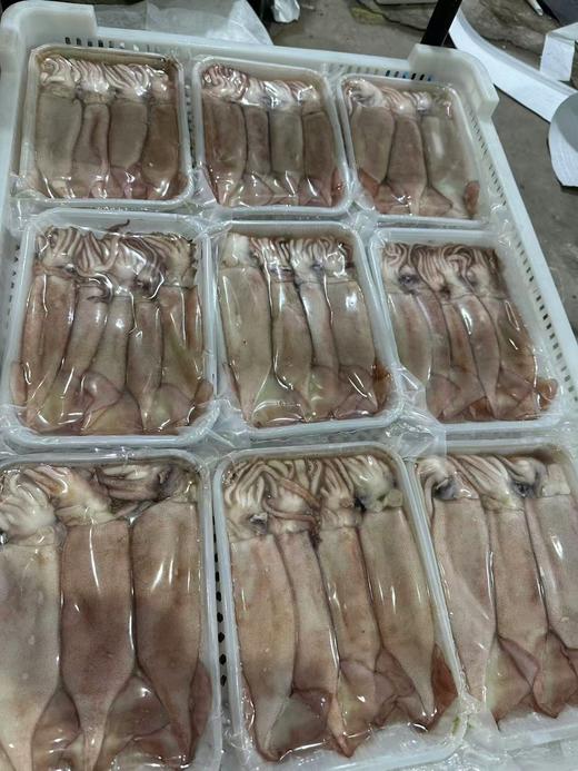 （原浆不泡药，不泡水）大连新鲜原浆小鱿鱼，冷冻真空包装，一袋一斤4-5条装， 3袋装/5袋装，全国顺丰包邮，偏远地区除外 商品图1