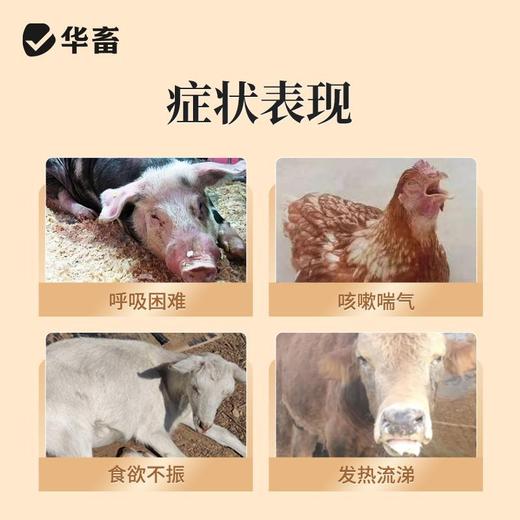 鱼腥草粉兽用消炎清热解毒猪牛羊开胃禽鸡鸭鹅用呼吸道饲料添加剂 商品图1