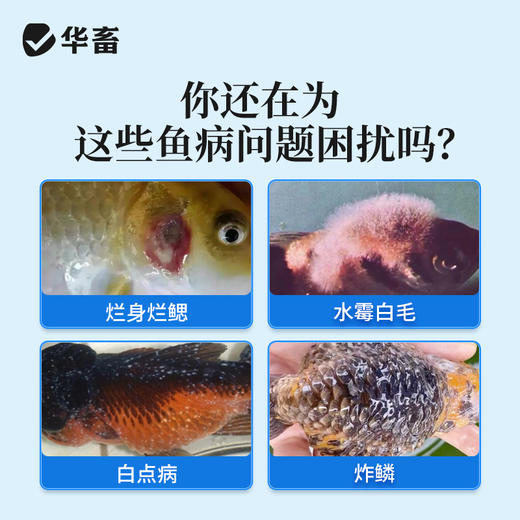 华畜白点净水族鱼缸真菌感染水霉白毛烂鳍充血观赏鱼入缸必备 商品图1