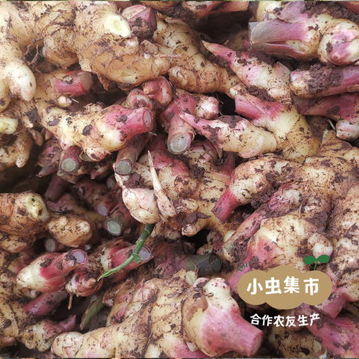 云南有机小黄姜（目前偏老） 1斤/3斤/5斤 | 合作农友生产，来自云南昆明，生产者：王建均 *【公平贸易农人定价】 商品图13