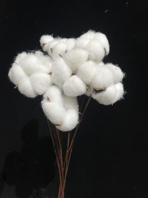 同城甄选小众花材棉花家居软装插花工艺用品 商品图2