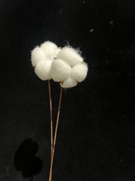同城甄选小众花材棉花家居软装插花工艺用品